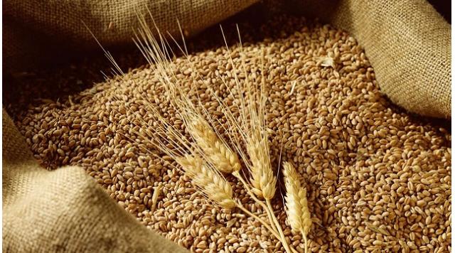 Phân tích và nhận định biến động thị trường lúa mì tháng 3/2021